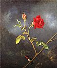 Red Rose with Ruby Throat by Martin Johnson Heade